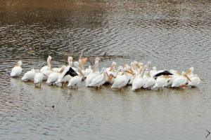 white pelicans, The Vineyards Campground, Grapevine, Texas, travel, photography, water, marina, views